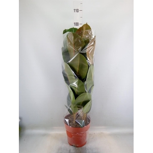 Ficus elastica 'Robusta'