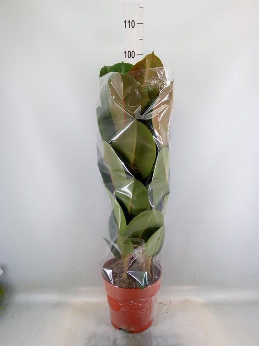 <h4>Ficus elastica 'Robusta'</h4>