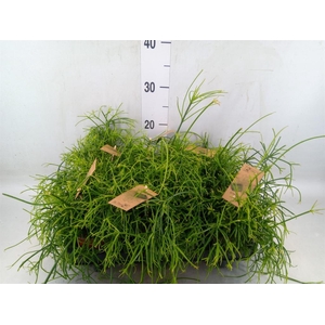 Rhipsalis baccifera 'Oasis'