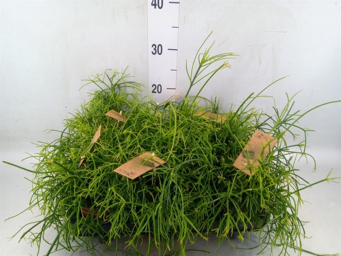 <h4>Rhipsalis baccifera 'Oasis'</h4>