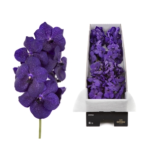 Vanda 8 tak Deep Blue