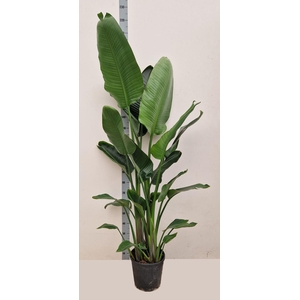 STRELITZIA ALBA