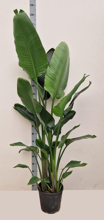 <h4>STRELITZIA ALBA</h4>