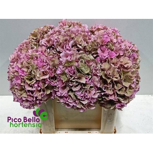 HYDR M ROY PARADE CL