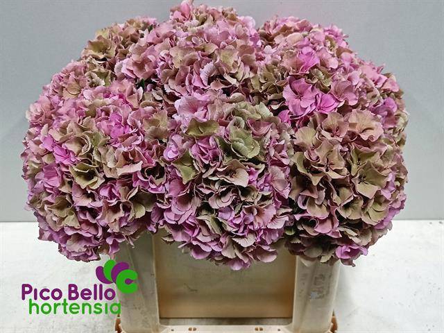 <h4>HYDR M ROY PARADE CL</h4>