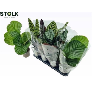 Calathea gemengd 4 soorten