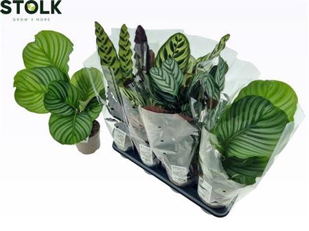 <h4>Calathea gemengd 4 soorten</h4>