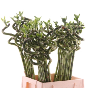 Dracaena Lucky Bamboo Spiraal