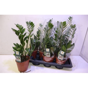 Zamio Zamiifolia