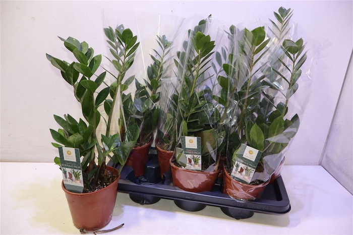 <h4>Zamio Zamiifolia</h4>