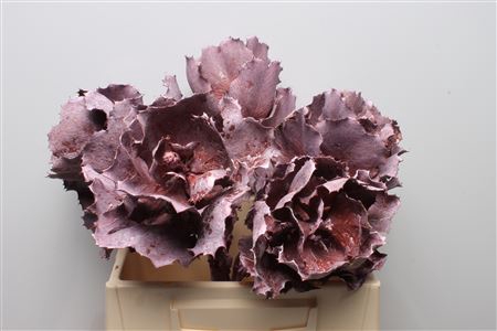 Hakea Victoria Brombeer Frosted