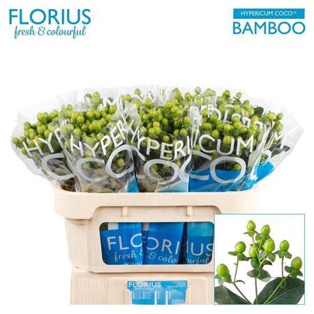 <h4>Hyp Coco Bamboo 70cm</h4>