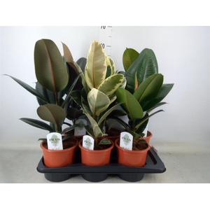 Ficus elastica   ...mix 3