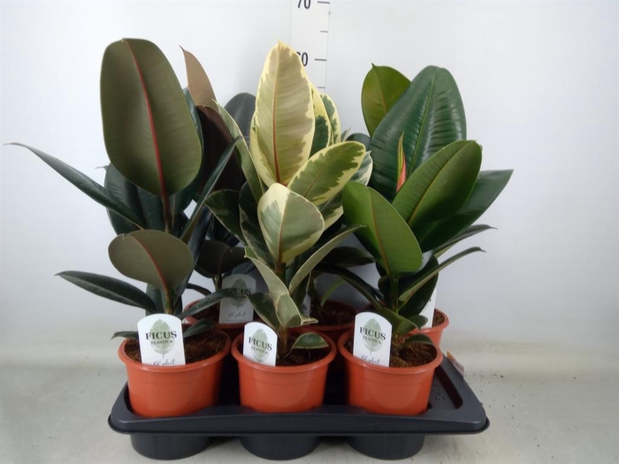 <h4>Ficus elastica   ...mix 3</h4>