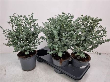 Eucal Gunnii