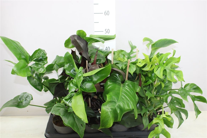 <h4>Philodendron Gemengd 14cm</h4>
