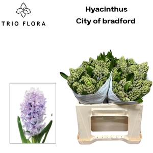 HYAC CITY OF BRADFOR 566