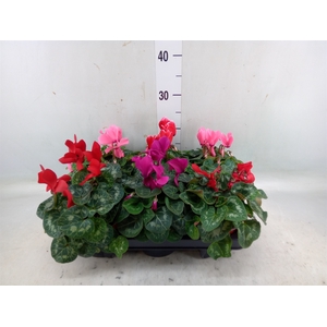 Cyclamen MD 'Allure'