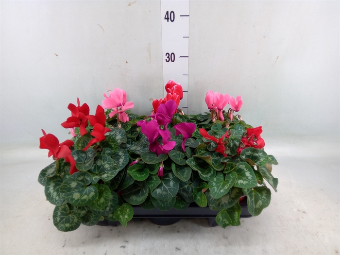 <h4>Cyclamen MD 'Allure'</h4>