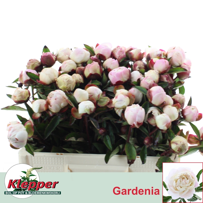 <h4>PAEO L GARDENIA</h4>