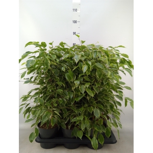 Ficus benja. 'Golden King'