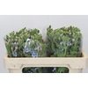 Oxypetalum Tweedia Blue