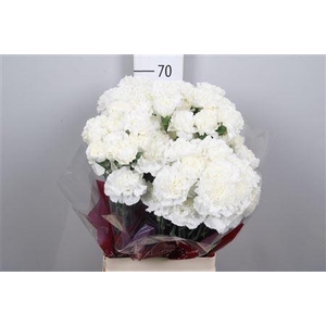 Di St Moonlight White