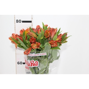 ALSTROEMERIA COCKTAIL 080 CM