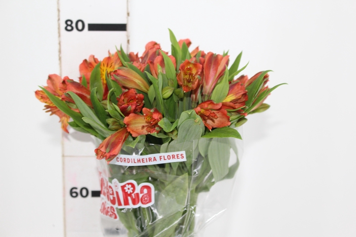 <h4>ALSTROEMERIA COCKTAIL 080 CM</h4>