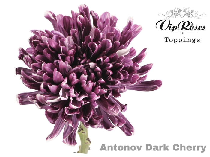 <h4>Chr g Antonov Paint Dark Cherry</h4>