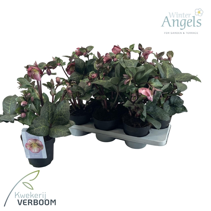 <h4>Helleborus Frostkiss Penny's Pink p15</h4>