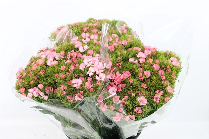 <h4>Di Barb Light Pink</h4>