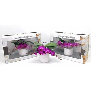 L'arrangeur D'orchidee Paars (RIJP)