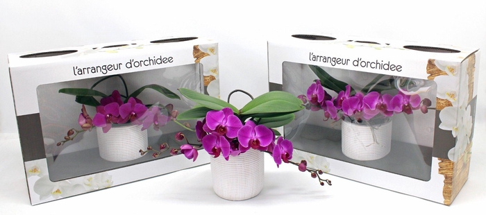 <h4>L'arrangeur D'orchidee Paars (GROEN)</h4>