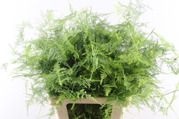 <h4>Asparagus Setaceus L65</h4>