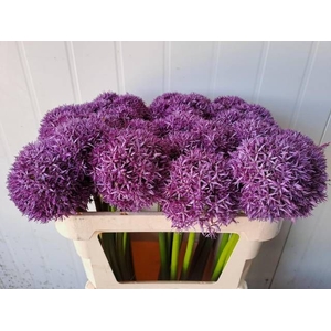 ALLIUM GLOBEMASTER