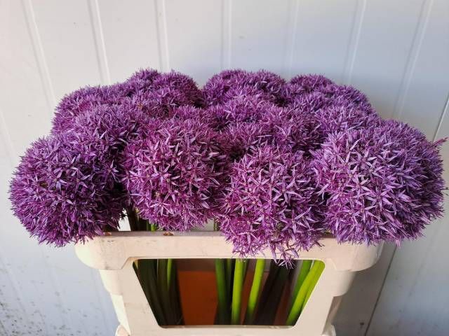 <h4>ALLIUM GLOBEMASTER</h4>