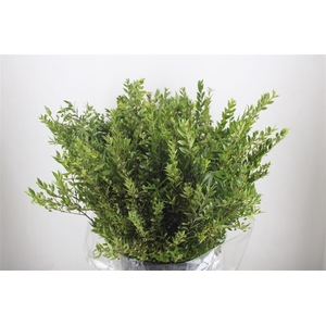 Myrthe Berry Blue P Bunch