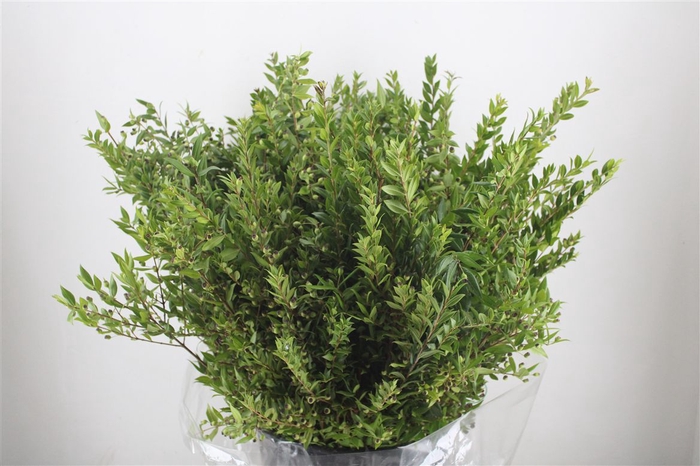 <h4>Myrthe Berry Blue P Bunch</h4>
