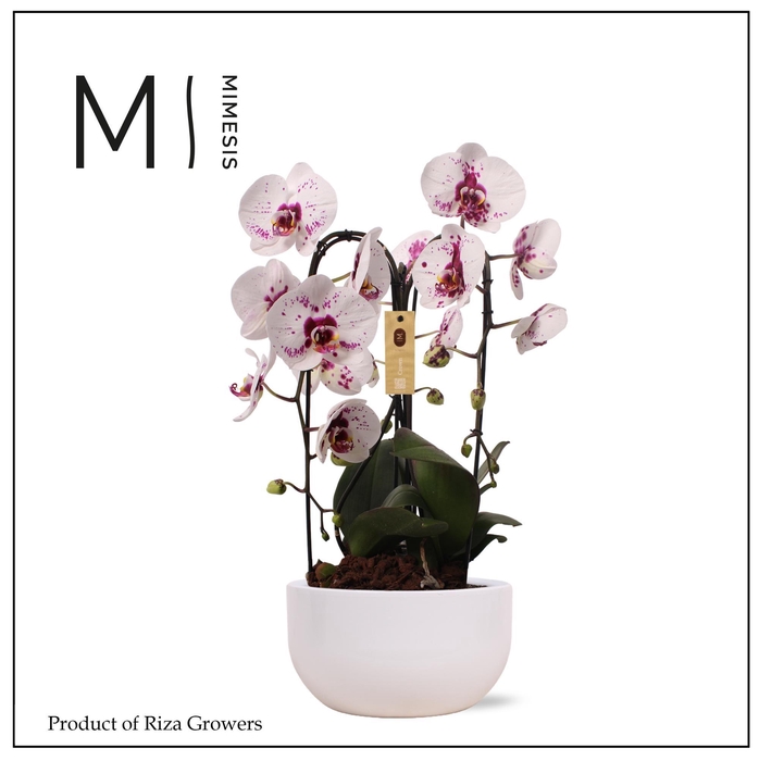 <h4>Phalaenopsis Arrangement Crown Emiliya 3 spike – 26cm in Saskia White | Mimesis</h4>