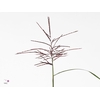 Miscanthus Rosi Pink