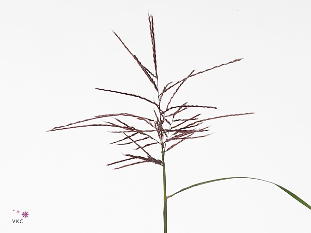 Miscanthus Rosi Pink