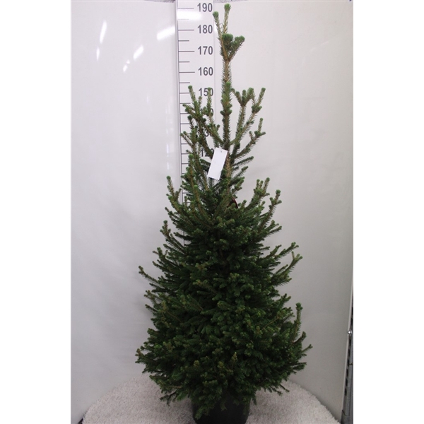 <h4>Picea abies 'Will's Zwerg' P33 potgedrukt</h4>