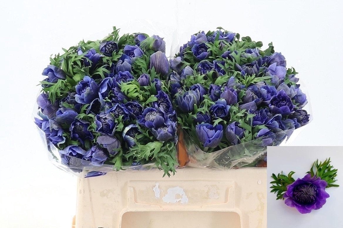 Anem Full Star Dark Blue