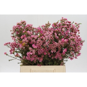 Chamelaucium Sarah's Delight