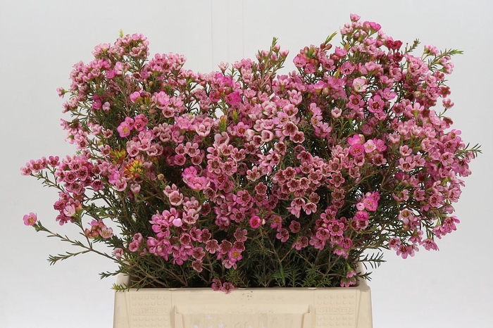 <h4>Chamelaucium Sarah's Delight</h4>