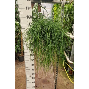 Rhipsalis pulchra
