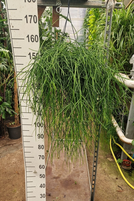 <h4>Rhipsalis pulchra</h4>