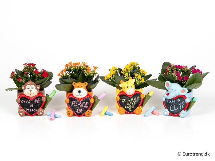 <h4>KALANCHOE BLOSSF p6 E 4587</h4>