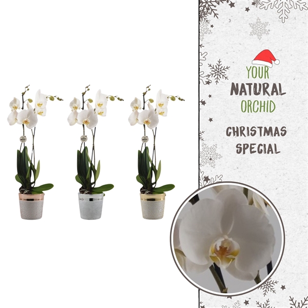 <h4>Phalaenopsis Anthura Nottingham</h4>